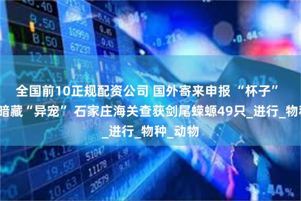 全国前10正规配资公司 国外寄来申报 “杯子” 的邮件暗藏“异宠” 石家庄海关查获剑尾蝾螈49只_进行_物种_动物